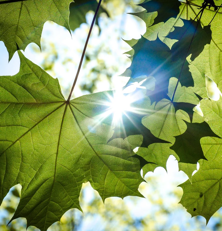 Header Image